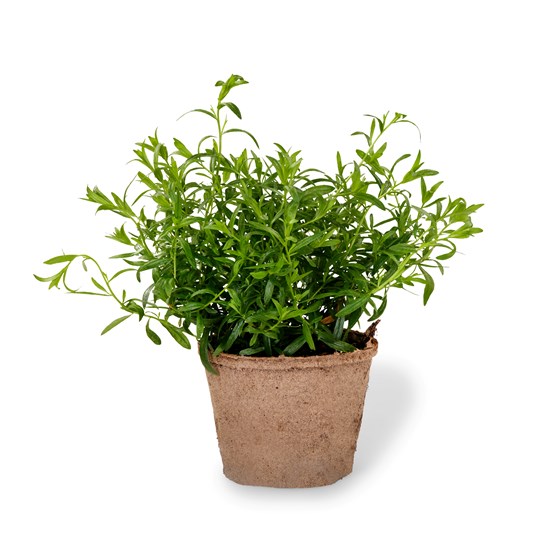 URT OREGANO PT 6 STK SCHRADER
