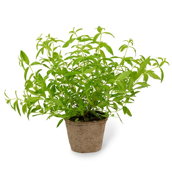 URT SITRONVERBENA 6 STK SCHRAD