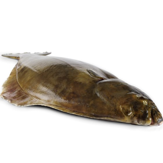Kveite Hel 7-9 kg Fersk